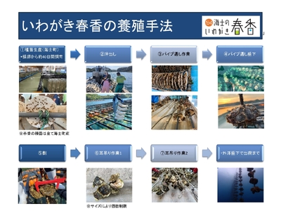 先行予約受付:【2026年 3月以降順次お届け】【生のいわがき春香 Sサイズ6個】 岩牡蠣 生牡蠣 牡蠣 いわがき春香 生食可 旬の時期だけ