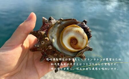 【知夫里島獲れ天然活さざえ3kgセット】隠岐諸島の新鮮なさざえをお届けします! 