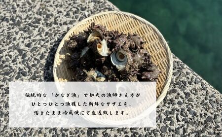 【知夫里島獲れ天然活さざえ3kgセット】隠岐諸島の新鮮なさざえをお届けします! 