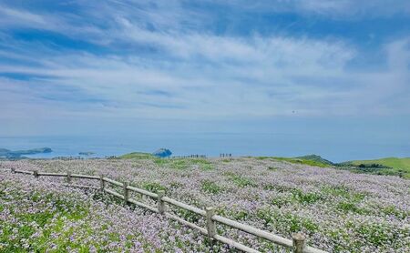 【隠岐世界ユネスコジオパーク】ガイド付き知夫里島ジオツアー（E-bike） ｜体験1回｜2名様分 観光 旅行 絶景 自然 赤壁 赤ハゲ山 海 知夫里島 離島 牛 たぬき