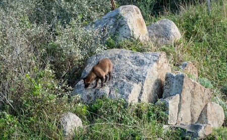 【隠岐世界ユネスコジオパーク】ガイド付き知夫里島ハイキングツアー ｜体験1回｜2名様分 観光 旅行 絶景 自然 赤壁 赤ハゲ山 海 知夫里島 離島 牛 たぬき 崖