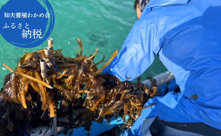 【知夫里産】養殖わかめ 5袋セット 国産 島根県 隠岐 ちぶり 海の幸 海鮮 海産物　