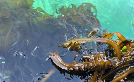 【知夫里産】養殖わかめ 5袋セット 国産 島根県 隠岐 ちぶり 海の幸 海鮮 海産物　