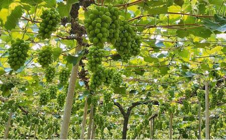 農家こだわり シャインマスカット 2房 合計約1.0kg ｜ シャインマスカット