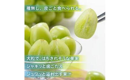 シャイン マスカット 2026年 「MiiinoMuscat」1房(約800g)ブドウ 葡萄 岡山 国産 フルーツ 果物 ギフト