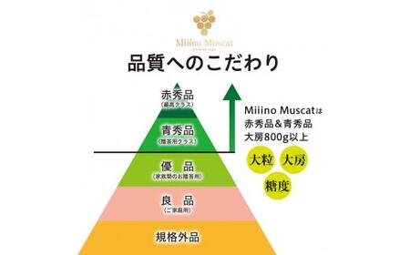 シャイン マスカット 2026年 「MiiinoMuscat」4房（約3.2kg）ブドウ 葡萄  岡山 国産 フルーツ 果物 ギフト