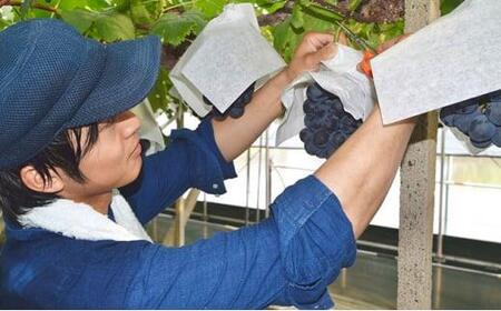 シャインマスカット 2房 合計約1.0kg ｜ シャインマスカット