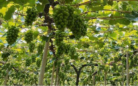 最高ランク シャインマスカット 1房 約750g |シャインマスカット