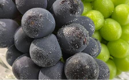 農家こだわりの シャイン マスカット ＆ ニュー ピオーネ 2房 合計約1.2kg ｜ シャインマスカット ぶどう ぶどう