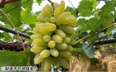 ぶどう 2026年 ゴールド フィンガー 1~3房(約0.8kg) ブドウ 葡萄 岡山市産 国産 フルーツ 果物 ギフトタンポポ農園