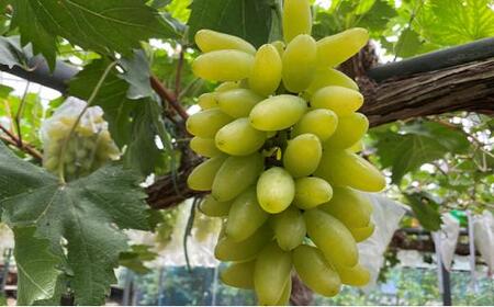 ぶどう 2026年 ゴールド フィンガー 1~3房(約0.8kg) ブドウ 葡萄 岡山市産 国産 フルーツ 果物 ギフトタンポポ農園