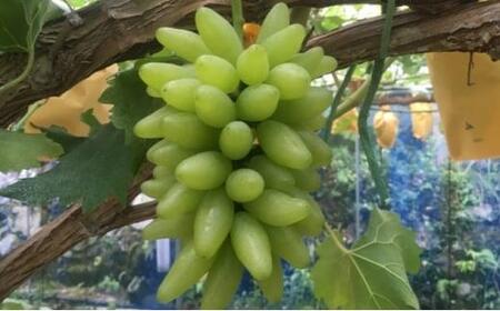 ぶどう 2026年 ゴールド フィンガー 1~3房(約0.8kg) ブドウ 葡萄 岡山市産 国産 フルーツ 果物 ギフトタンポポ農園