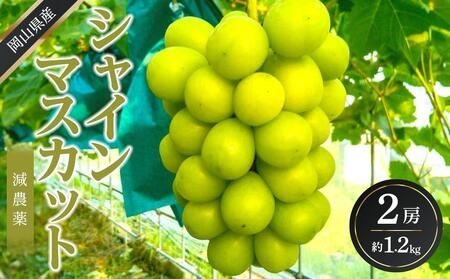 ぶどう 2026年  シャイン マスカット 約1kg 2房 減農薬 ハウス栽培 ブドウ 葡萄  岡山県産 国産 フルーツ 果物 ギフト ばんの農園