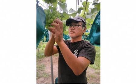 ぶどう 2026年  シャイン マスカット 約1kg 2房 減農薬 ハウス栽培 ブドウ 葡萄  岡山県産 国産 フルーツ 果物 ギフト ばんの農園