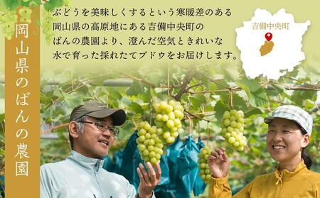 ぶどう 2026年  ニュー ピオーネ 約1.8kg 3～5房 減農薬 栽培 ブドウ 葡萄  岡山県産 国産 フルーツ 果物 ギフト  ばんの農園