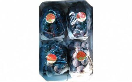 ぶどう 2026年  ニュー ピオーネ 約1.8kg 3～5房 減農薬 栽培 ブドウ 葡萄  岡山県産 国産 フルーツ 果物 ギフト  ばんの農園