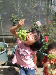 ぶどう 2026年  ニュー ピオーネ 約1.8kg 3～5房 減農薬 栽培 ブドウ 葡萄  岡山県産 国産 フルーツ 果物 ギフト  ばんの農園