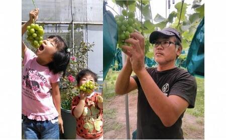 ぶどう 2026年  旬のぶどう食べ比べセット 約1.8kg 3～5房 減農薬 ハウス栽培 ブドウ 葡萄  岡山県産 国産 フルーツ 果物 ギフト ばんの農園