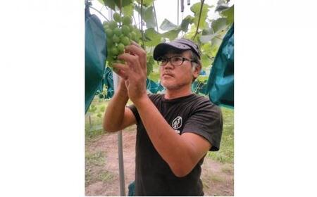 ぶどう 2026年  シャイン マスカット 1房 約500g  減農薬 ハウス栽培 ブドウ 葡萄  岡山県産 国産 フルーツ 果物 ギフト  ばんの農園