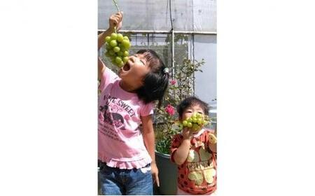 ぶどう 2026年  シャイン マスカット 1房 約500g  減農薬 ハウス栽培 ブドウ 葡萄  岡山県産 国産 フルーツ 果物 ギフト  ばんの農園