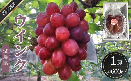ぶどう 2026年  ウインク 1房 約500g  減農薬 ハウス栽培 ブドウ 葡萄  岡山県産 国産 フルーツ 果物 ギフト  ばんの農園
