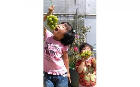 ぶどう 2026年  ウインク 1房 約500g  減農薬 ハウス栽培 ブドウ 葡萄  岡山県産 国産 フルーツ 果物 ギフト  ばんの農園