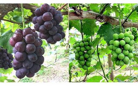 ぶどう 2026年 岡山県産 シャインマスカット・ピオーネ 2種 詰め合わせ 計2kg(3~4房)ぶどう園AC