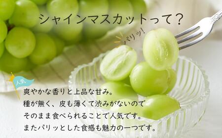 岡山県産 ぶどう 2026年発送 シャインマスカット 晴王 約2kg 3~6房 種無し ブドウ 葡萄 フルーツ 果物 ギフト