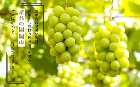 岡山県産 ぶどう 2026年発送 シャインマスカット 晴王 約2kg 3~6房 種無し ブドウ 葡萄 フルーツ 果物 ギフト