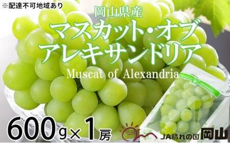 ぶどう 2024年 先行予約 マスカット ・オブ・アレキサンドリア 約600g×1房 9月上旬～9月下旬発送分 ブドウ 葡萄  岡山県産 国産 フルーツ 果物 ギフト[No.5220-1443]