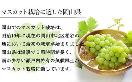 2026年 マスカット ・オブ・アレキサンドリア 約600g×1房 ｜ マスカット
