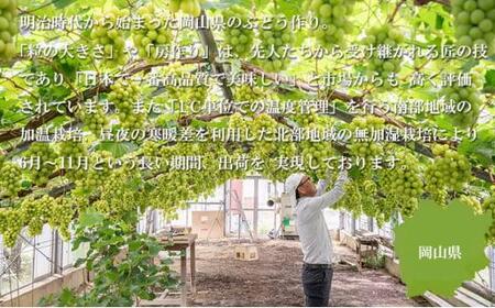 ぶどう 2026年   シャイン マスカット 晴王 約400g×2房 ブドウ 葡萄  岡山県産 国産 フルーツ 果物 ギフト