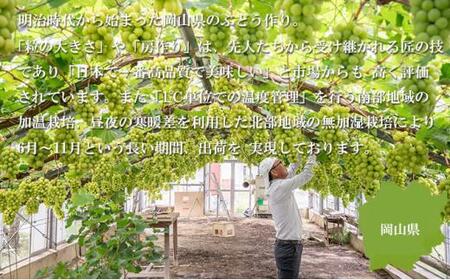 ぶどう 2026年   シャインマスカット 晴王 約700g×1房 ブドウ 葡萄  岡山県産 国産 フルーツ 果物 ギフト