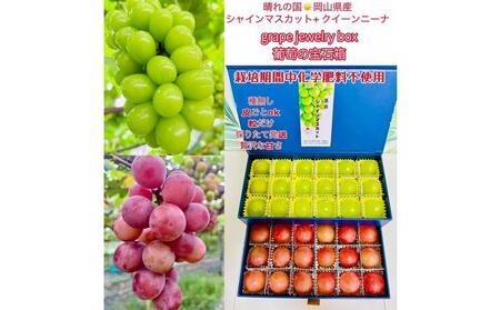 ぶどう 2026年 シャインマスカット クイーンニーナ 大粒のみ 36粒 JEWELBOX ギフト 贈り物 岡山 国産 果物 フルーツ シャイン マスカット