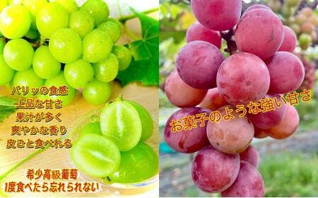 ぶどう 2026年 シャインマスカット クイーンニーナ 大粒のみ 36粒 JEWELBOX ギフト 贈り物 岡山 国産 果物 フルーツ シャイン マスカット