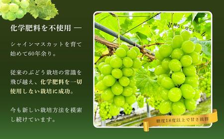 ぶどう 2026年  シャインマスカット 秀品 約1kg 合計2房 農林大臣賞受賞 岡山 国産 果物 フルーツ シャイン マスカット 2026年6月下旬から発送