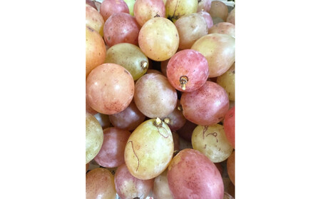 ぶどう 2026年 クイーンニーナ シャインマスカット 厳選 秀品 粒だけ 約1kg 農林大臣賞受賞 岡山 国産 果物 フルーツ シャイン マスカット 2026年8月上旬から発送