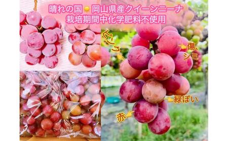 ぶどう 2026年 クイーンニーナ シャインマスカット 厳選 秀品 粒だけ 約1kg 農林大臣賞受賞 岡山 国産 果物 フルーツ シャイン マスカット 2026年8月上旬から発送