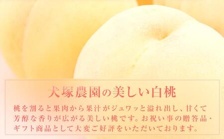 固めの 桃 2025年 先行予約 ご家庭用 岡山市一宮産 白桃（晩生種）約1.3kg 4～6玉 もも モモ フルーツ 果物 犬塚農園