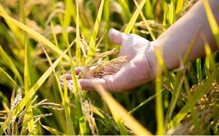 令和7年産 石原果樹園の備前乙女 米   白 米  10kg （10kg×1袋）乳酸菌栽培