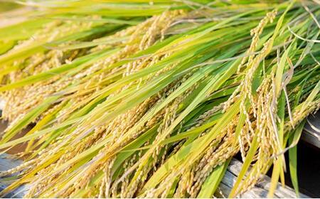 令和7年産 石原果樹園の備前乙女 米  玄 米  30kg （30kg×1袋）