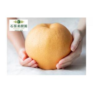 梨 2026年  備前横綱梨（あたご梨） 超大玉3玉（1玉1kg～1.5kg）箱赤秀【ナシ なし 岡山県産 国産 フルーツ 果物 ギフト 石原果樹園】