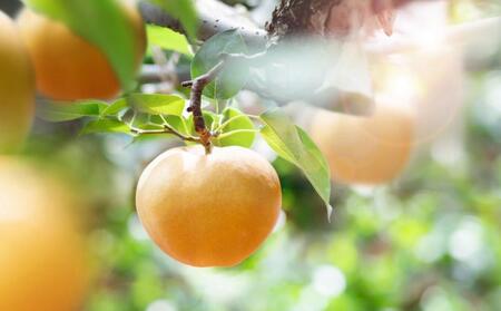 梨 2026年  あたご梨 3～9玉 合計約4.5kg 贈答箱赤秀【ナシ なし 岡山県産 国産 フルーツ 果物 ギフト 石原果樹園】