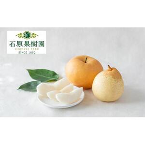 梨 2026年  あたご梨・鴨梨（ヤーリー）詰合せ 合計約4kg 贈答箱赤秀【ナシ なし 岡山県産 国産 フルーツ 果物 ギフト 石原果樹園】