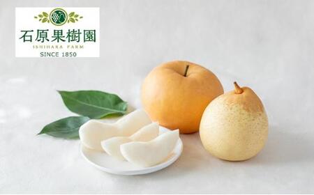 梨 2026年  あたご梨・鴨梨（ヤーリー）詰合せ 合計約4.5kg 贈答箱赤秀【ナシ なし 岡山県産 国産 フルーツ 果物 ギフト 石原果樹園】