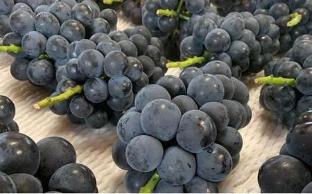 ぶどう2026年 種なし完熟 ニューピオーネ 2房 岡山市産 渡邊農園