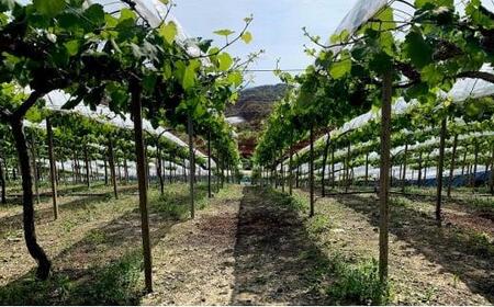 ぶどう2026年 種なし完熟 ニューピオーネ 2房 岡山市産 渡邊農園