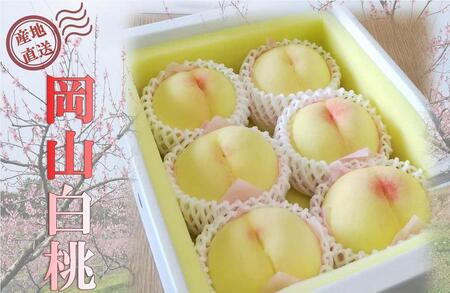 2026年 先行予約 贈答用 岡山  白 桃  早生、中生種 約2kg（5～7玉）｜ 桃