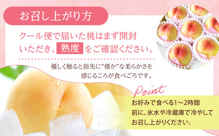 2026年 先行予約 贈答用 岡山  白 桃  早生、中生種 約2kg（5～7玉）｜ 桃