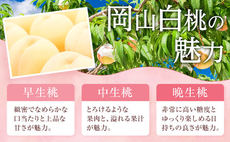 2026年 先行予約 ご家庭用 岡山   白 桃  早生、中生種 約2kg（5～10玉）|　 桃